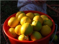 379524d3-ubrani limuni.jpg